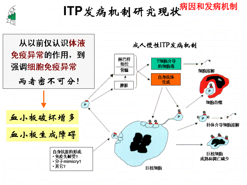 ITP发病机制研究现状