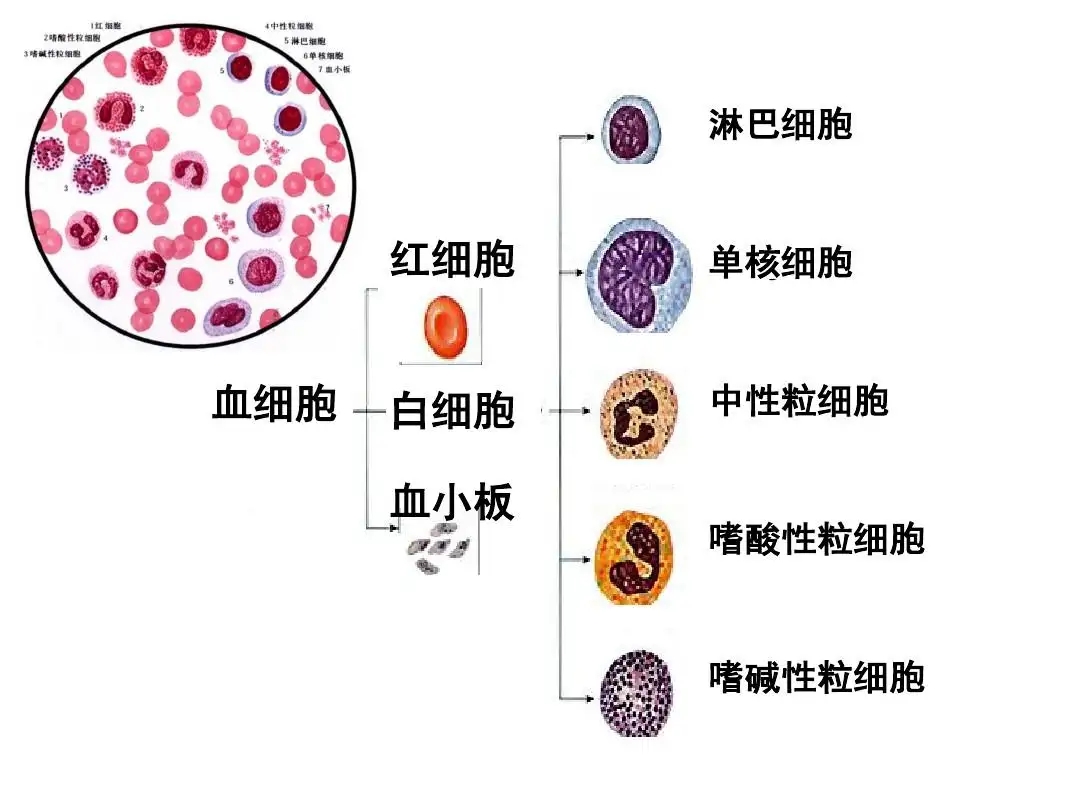 人体的血液是如何产生的？ - 病友交流