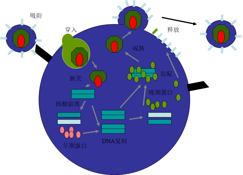 病毒在细胞内的复制增殖过程